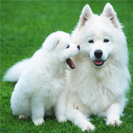 MS24940