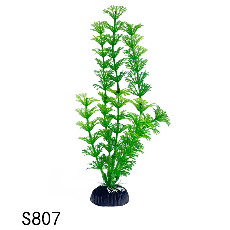 S807