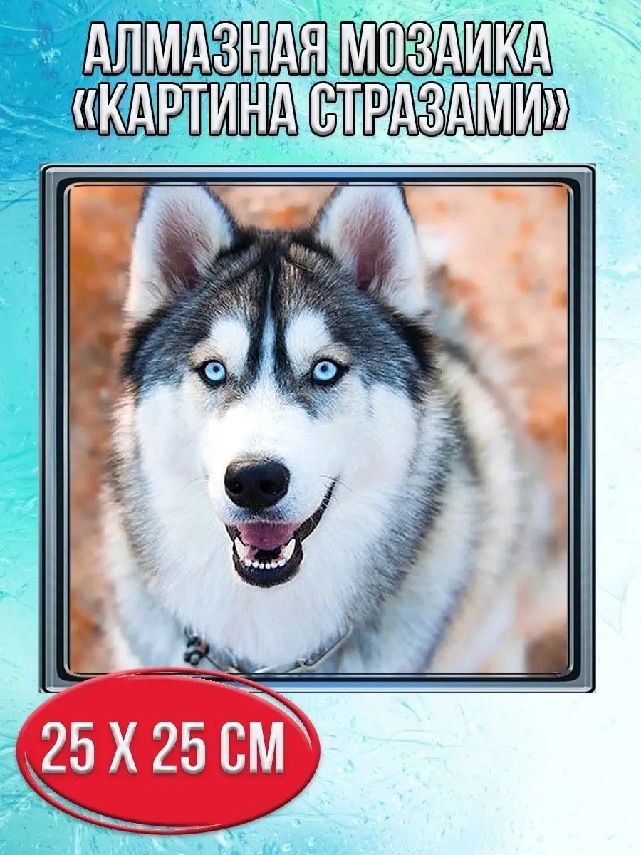 Алмазная мозаика картина стразами Собака хаски, 30х30 см